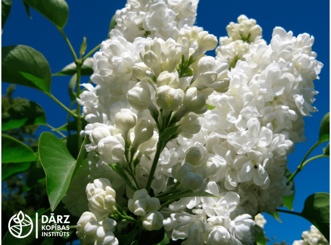Syringa vulgaris   'Liega ®'